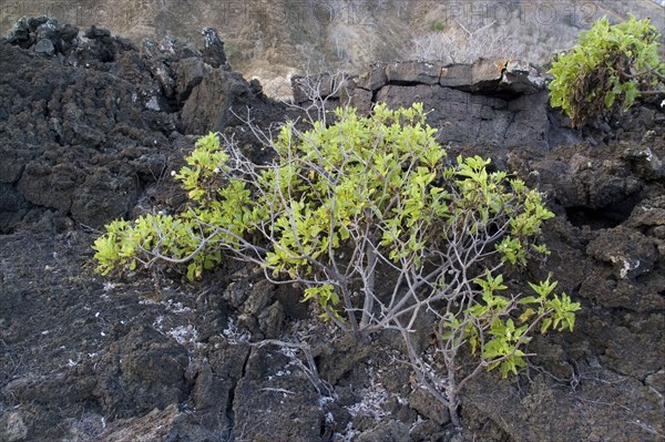 Scalesia divisa