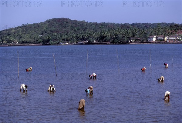 Searching snail in Mandovi River