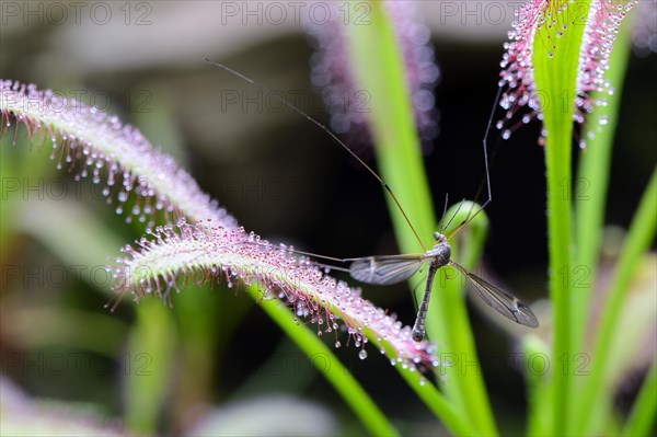 Snake caught from cape sundew