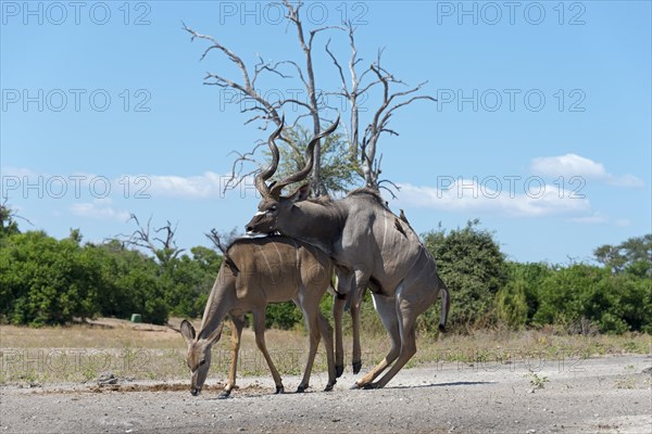 Greater kudu