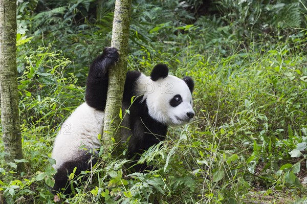 Two years aged young giant Panda