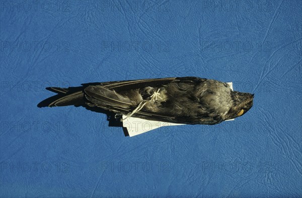 White-nest Swiftlet