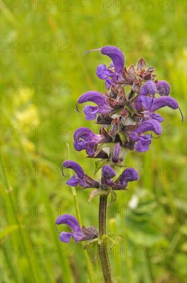 Meadow sage