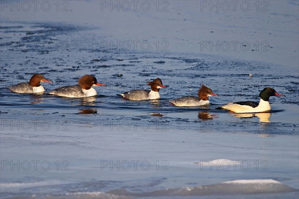 Goosander