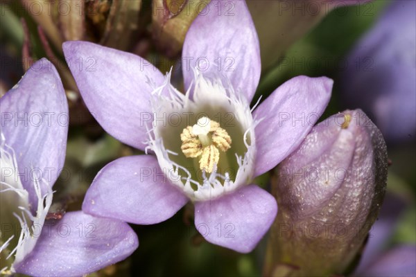 Austrian gentian