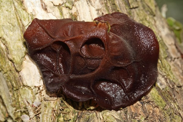 Jew's ear