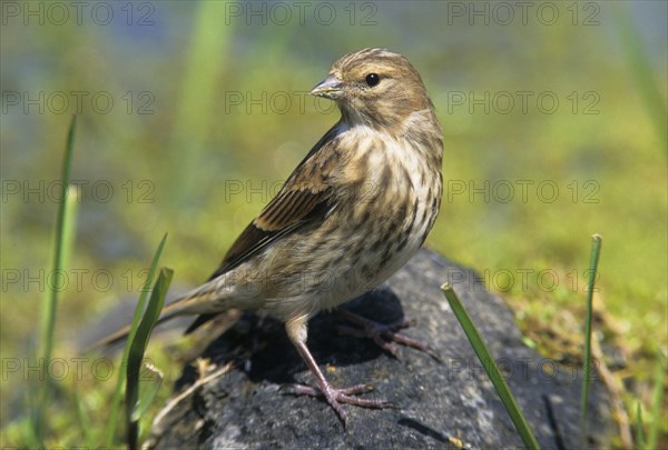 Linnet