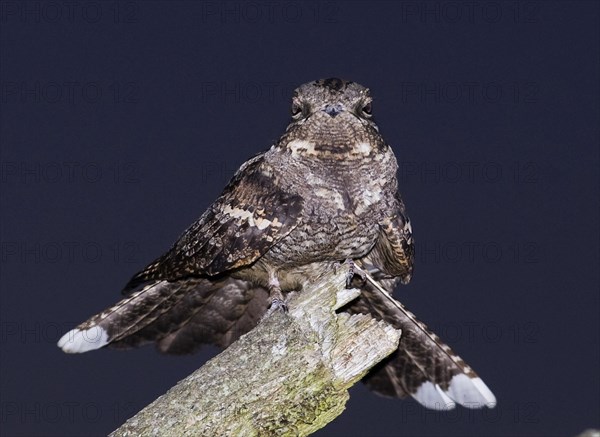 Eurasian european nightjar