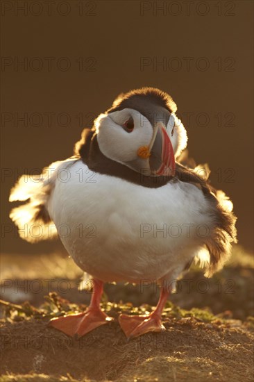 Atlantic puffin