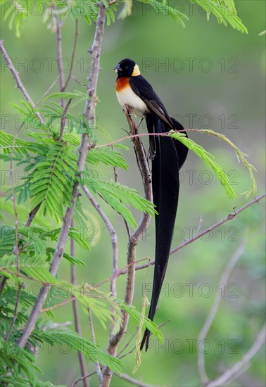 Eastern Paradise Whydah