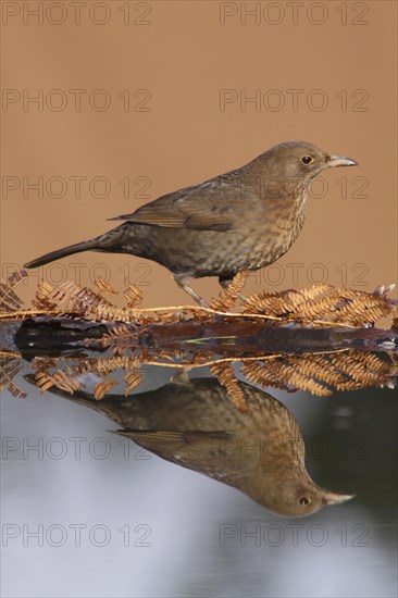 European blackbird