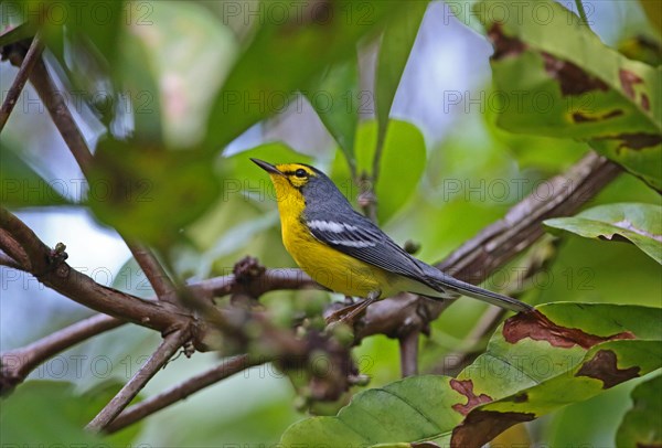 Saint Lucia Warbler