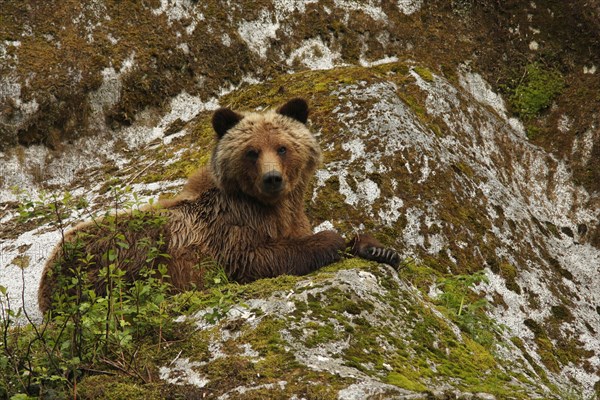 Grizzly Bear