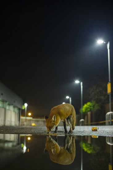 European Red Fox