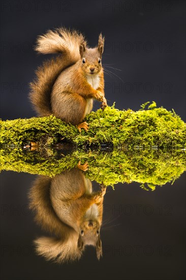 Eurasian red squirrel