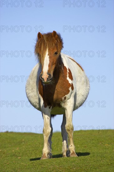 Dartmoor Pony