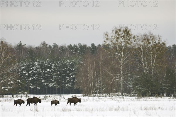 European bison