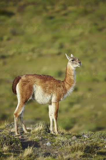 Guanaco