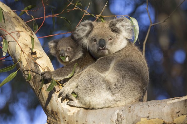 Koala