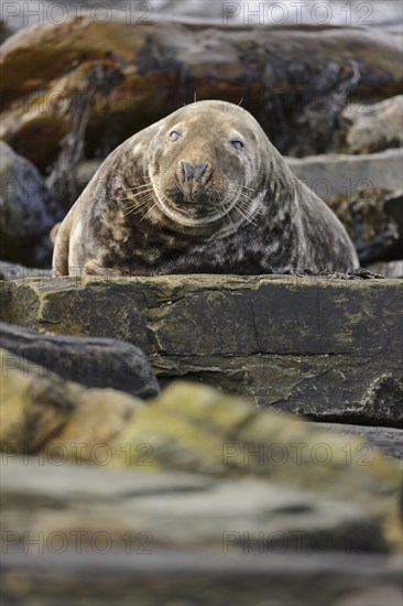 Grey Seal