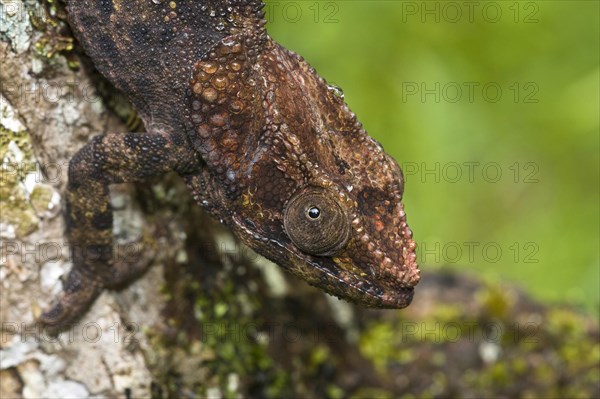 Short-horned chameleon