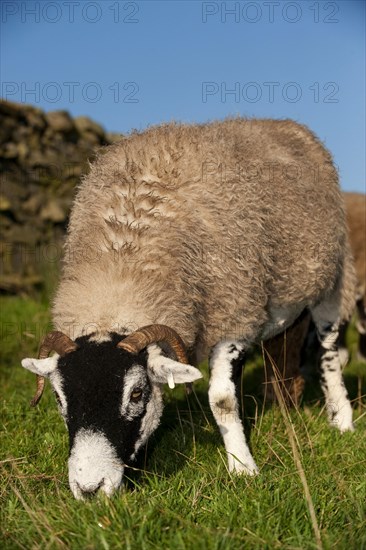 Domestic Sheep