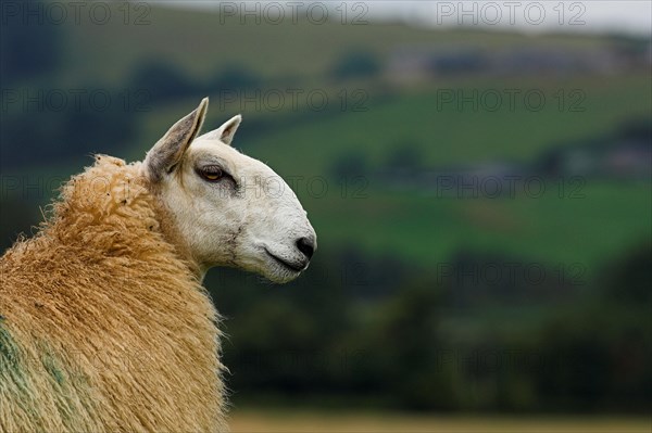 Domestic Sheep