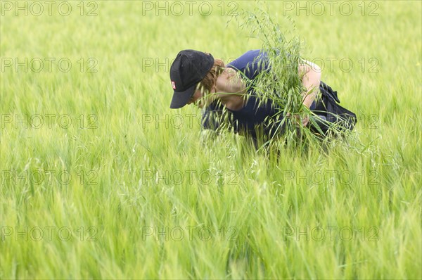 Farmer pulling wild oat