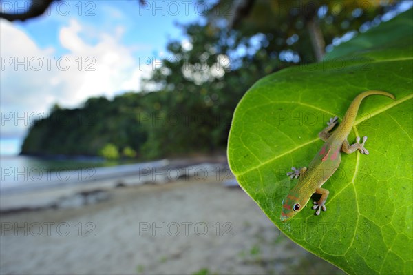 Madagascar day madagascar giant day gecko