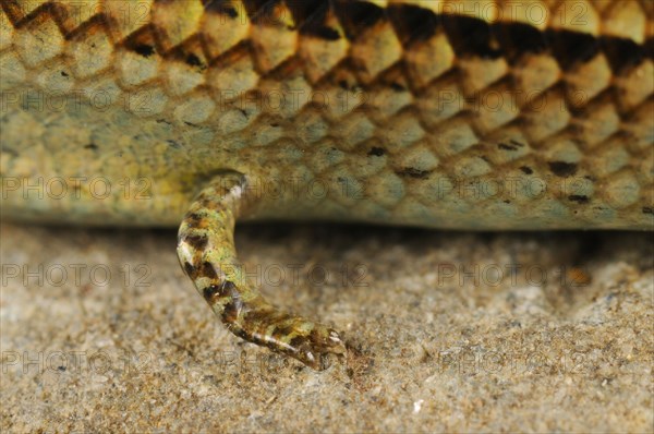 Three-toed Skink