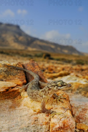 Socotra Leaf-toed Gecko