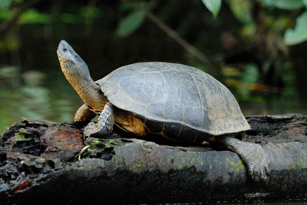 Black River Turtle