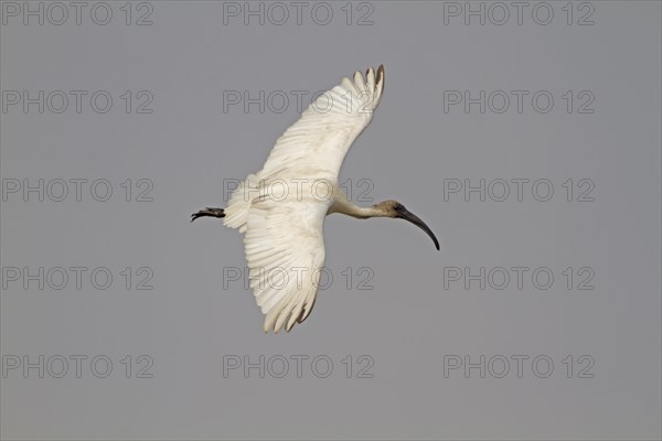 Black-headed ibis