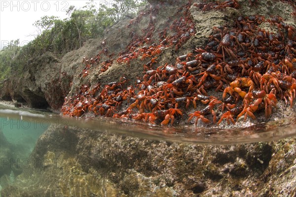 Christmas island red crab