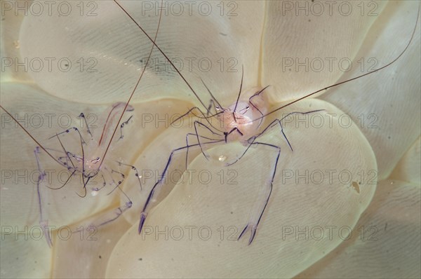 Commensal Shrimp