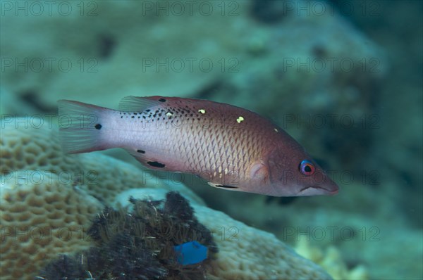 Diana's Wrasse