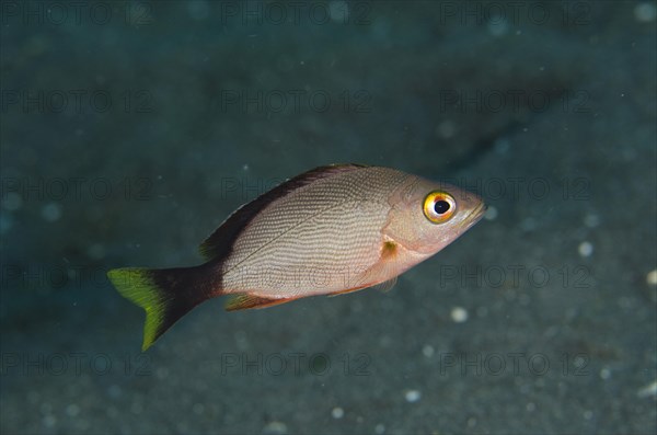 Humpback red snapper