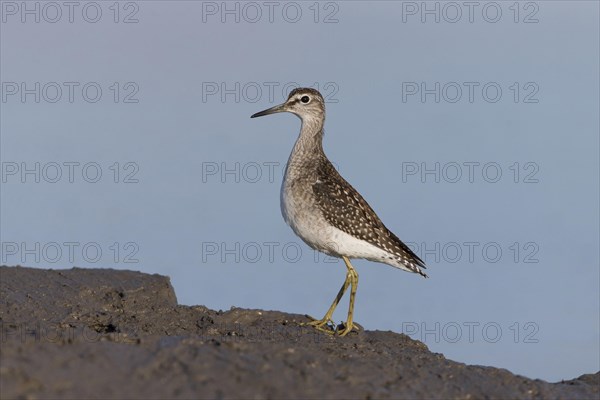 Wood Sandpiper