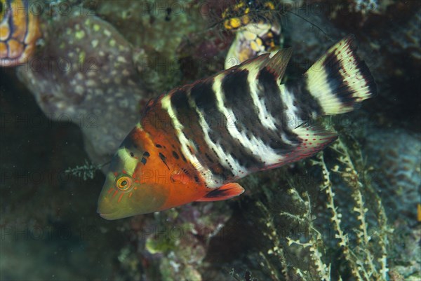 Redbreasted wrasses