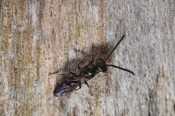 Lasioglossum similis