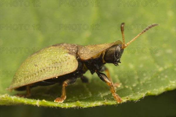 Green Tortoise Beetle