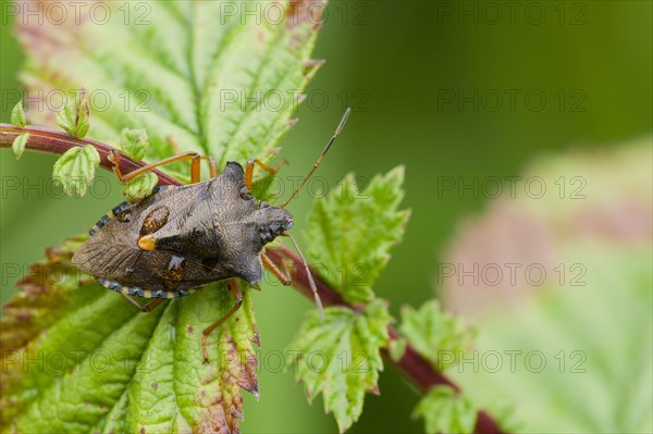 Forest bug