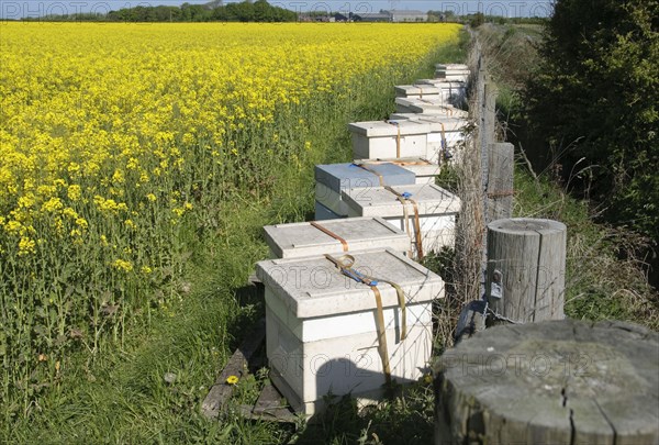 Bee keeping