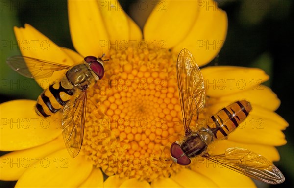 Common banded marmalade hoverfly