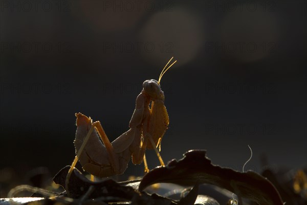 European Praying Mantis