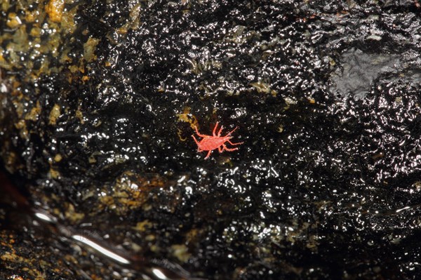 Red snout mite