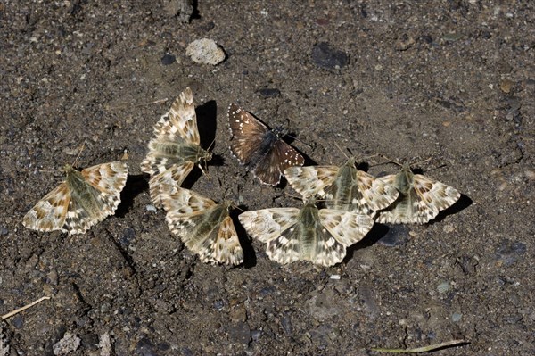 Marbled marbled skipper