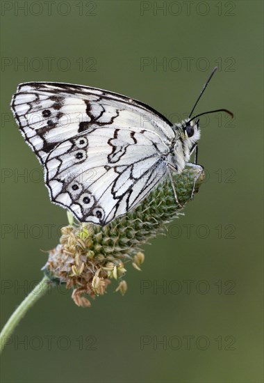 Balkan marbled white