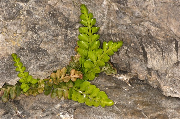 Sea spleenwort growing in coastal rock crevice