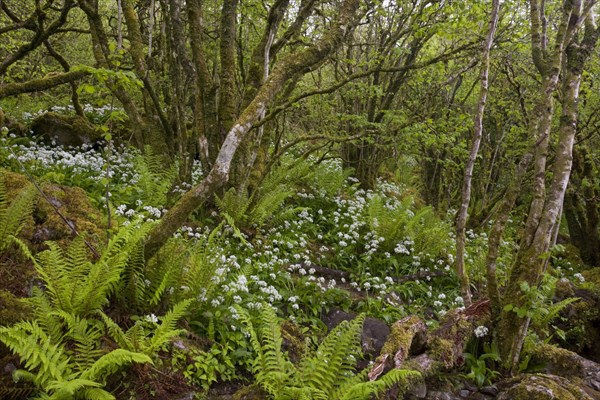 Ramsons